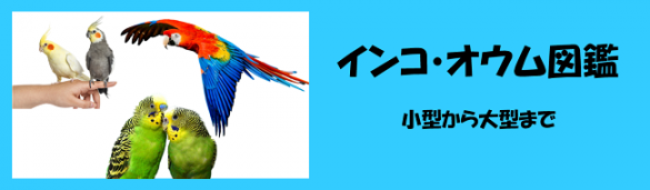 インコ・オウムの飼い方　育て方　飼育方法　餌